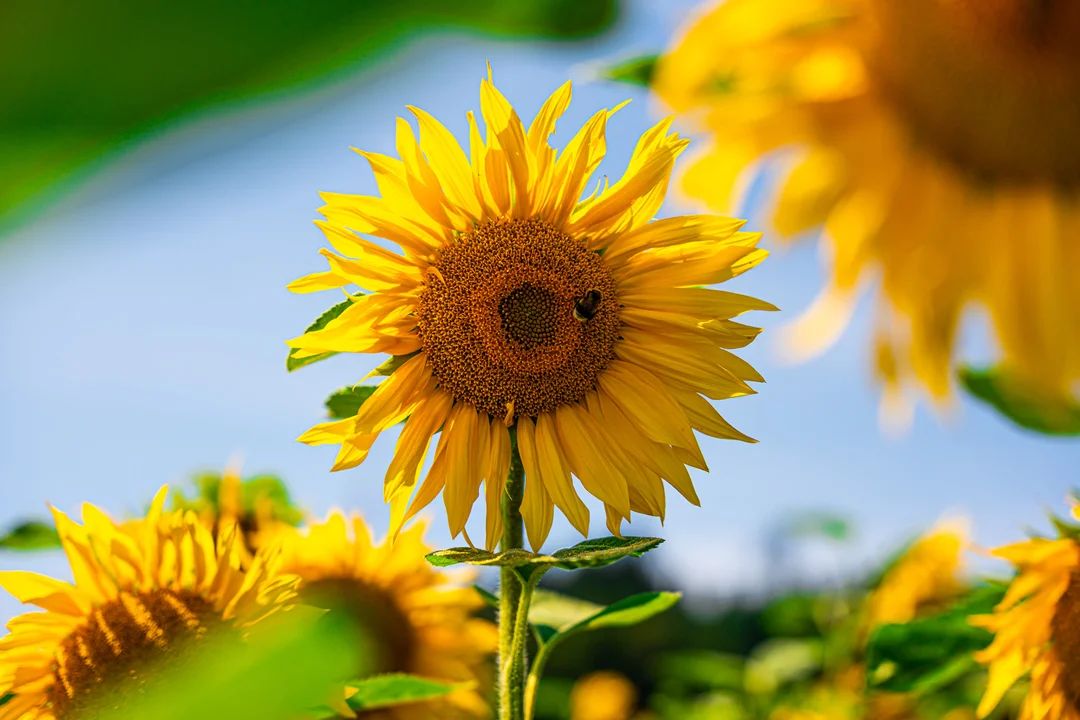 Nahaufnahme einer Sonnenblume
